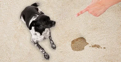 Best Pet Odor And Stain Remover