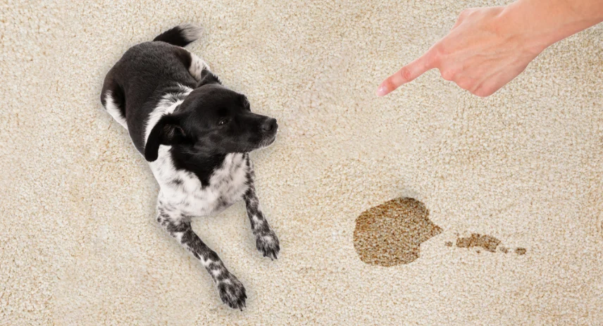 Best Pet Odor And Stain Remover For Staten Island Locals